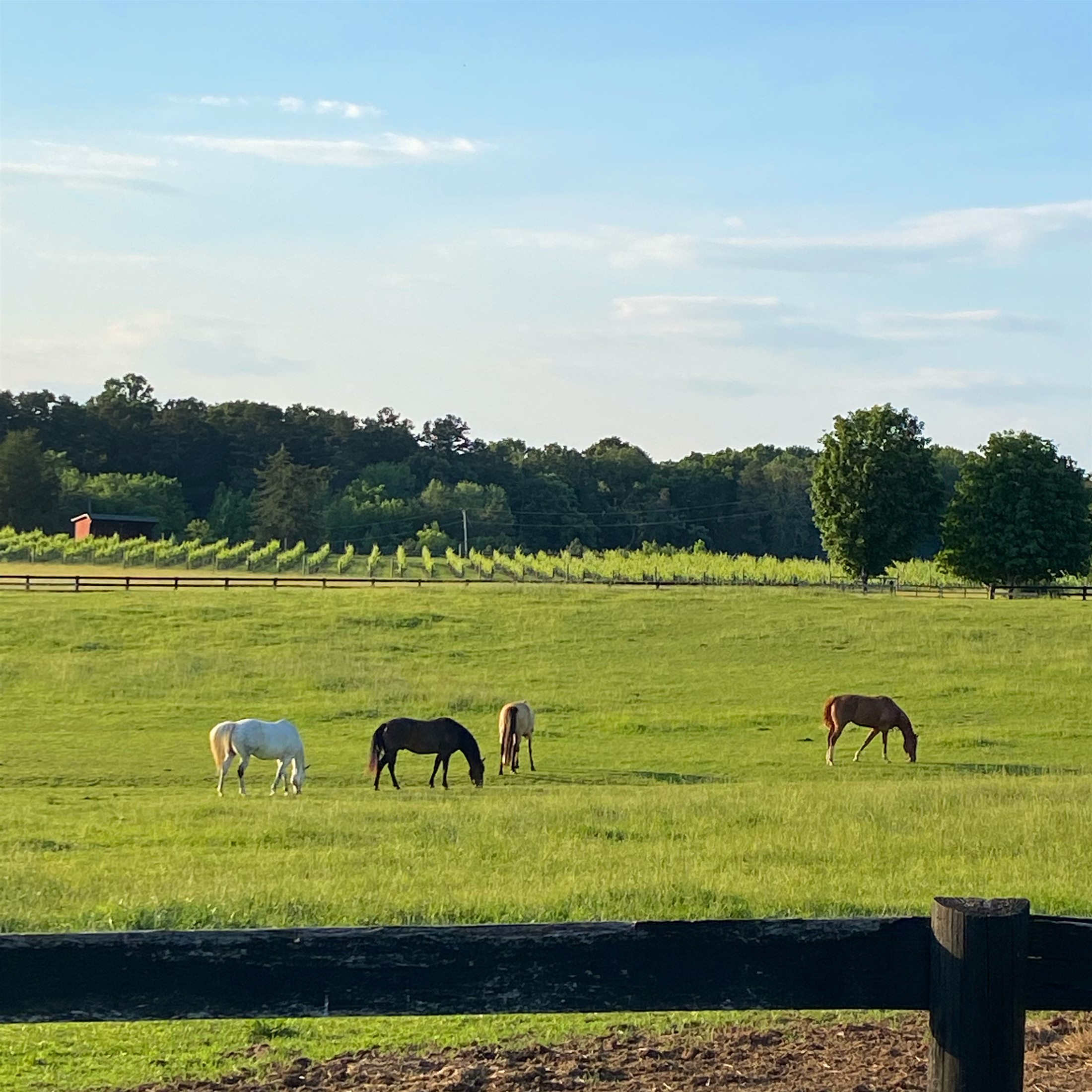 Horses grazing in the pasture beside the vineyard
