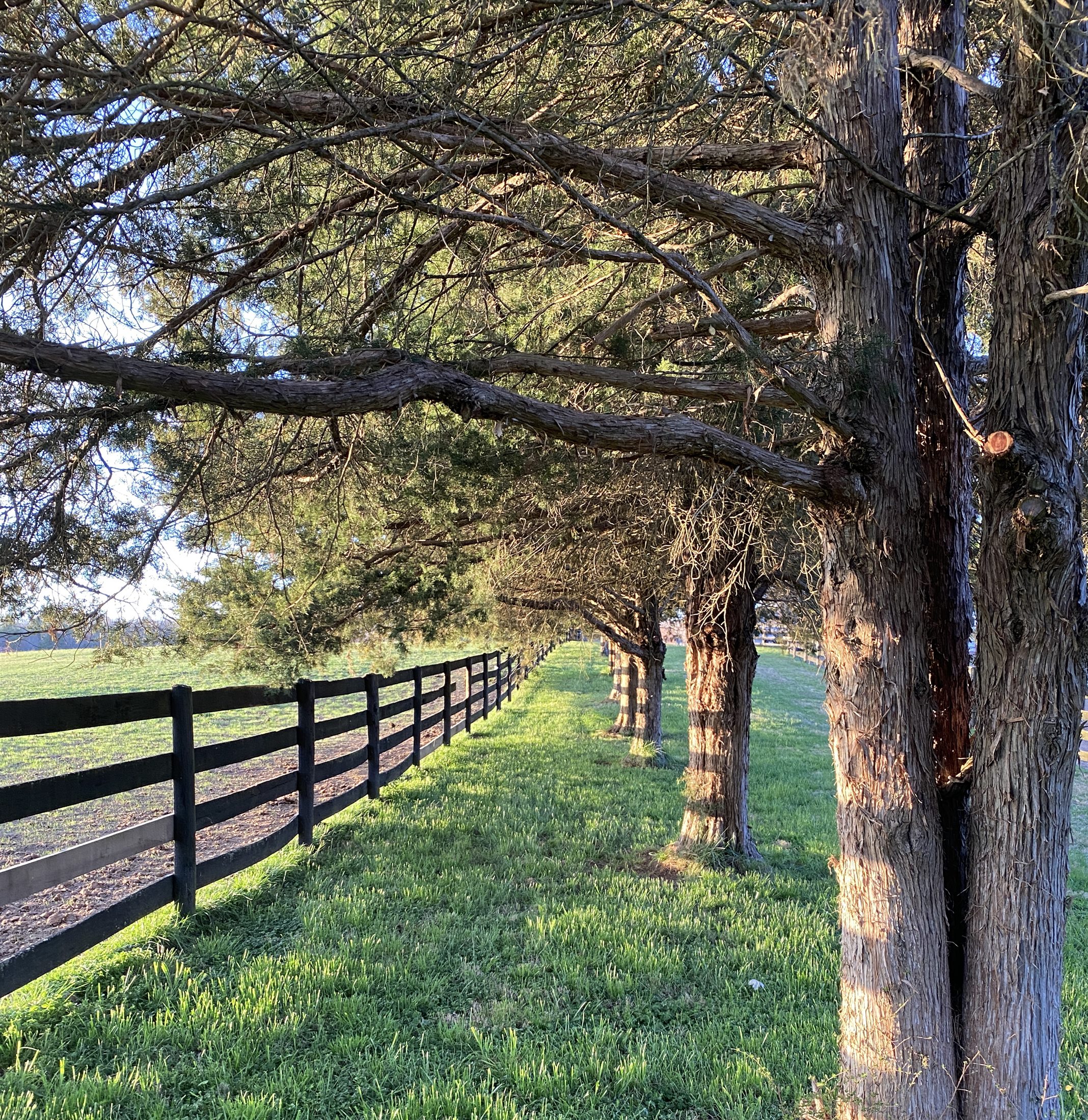 Tree-lined fence along the farm lane