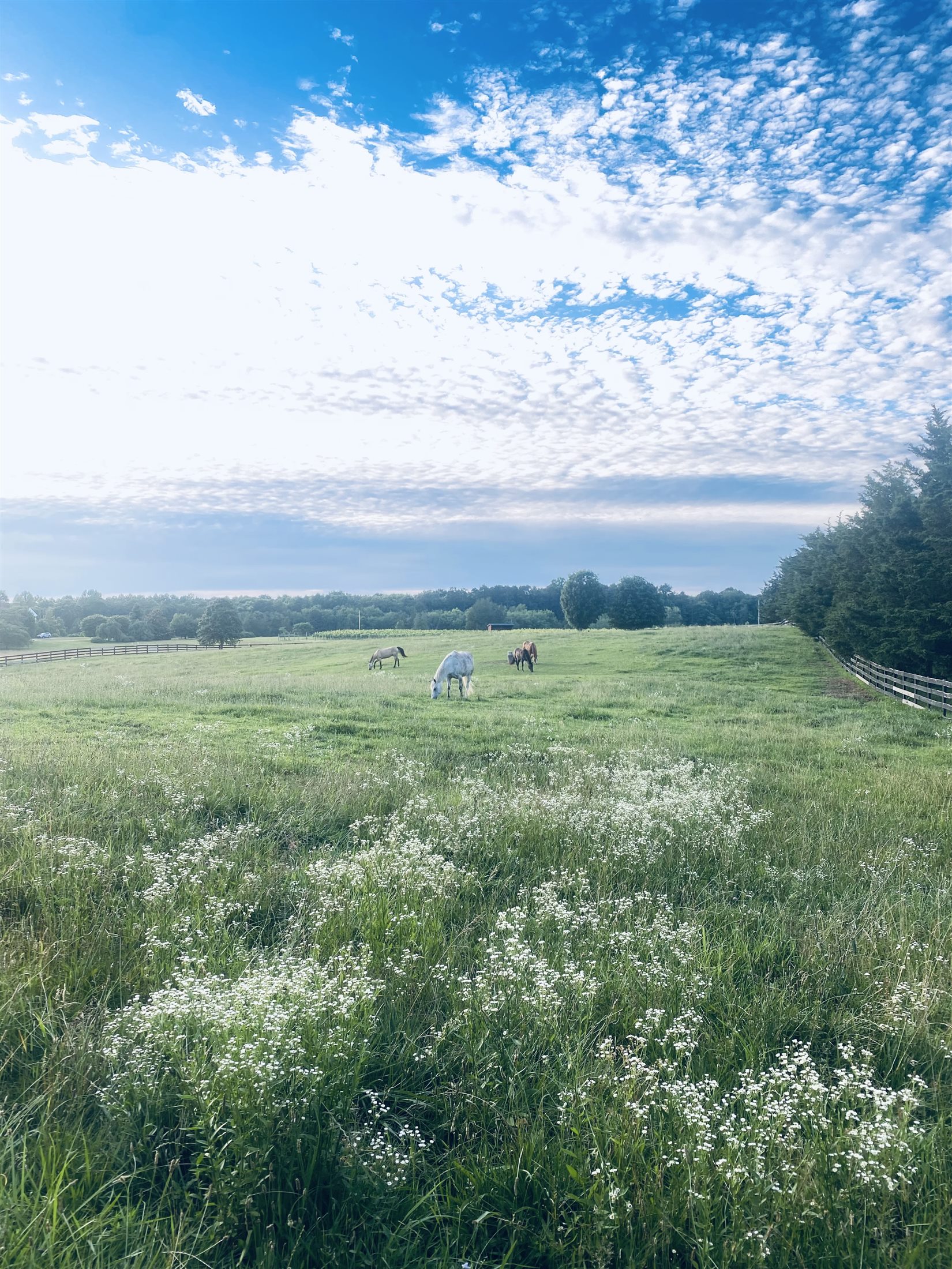 Horses in the wildflower meadow
