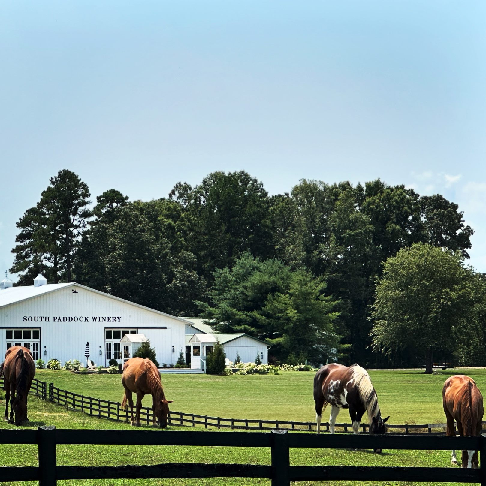 Horses grazing in front of the South Paddock Winery