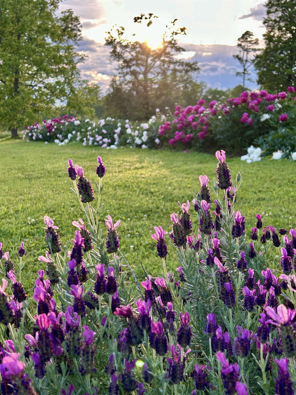 Lavender and peonies in the winery garden